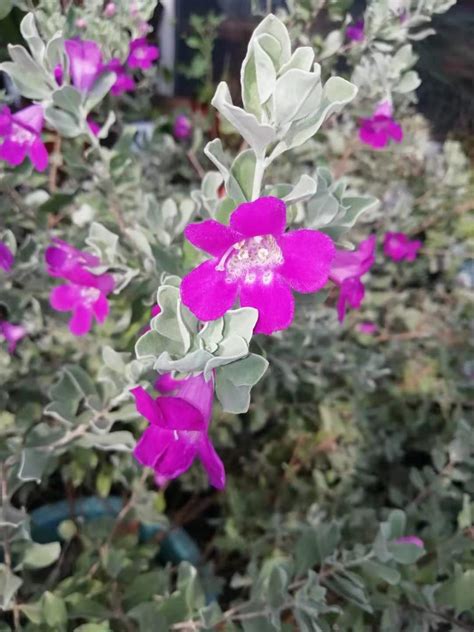 芙蓉花怎麼照顧|紅花玉芙蓉的栽培照護方法